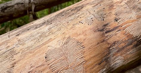 Bark beetles - Richard's Blog