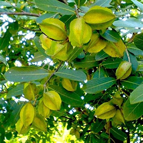 Arjun Plant Manufacturer,Wholesale Arjun Plant Supplier from Hojai India