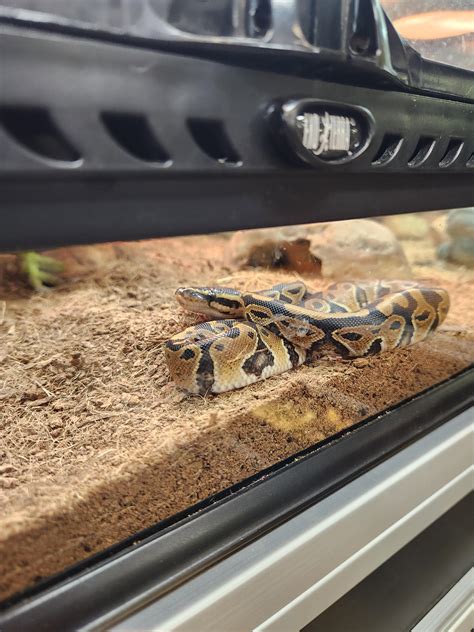 Image result for Royal Python Setup