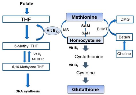 Vitamin B12 Absorption Diagram