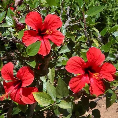 SANJU Live Plant Red Hibiscus Live Flower Plant without Pot Red Joba ...