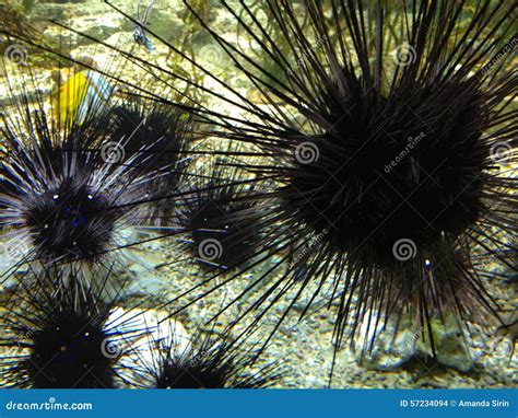 Black Sea Urchins stock photo. Image of babies, beautiful - 57234094