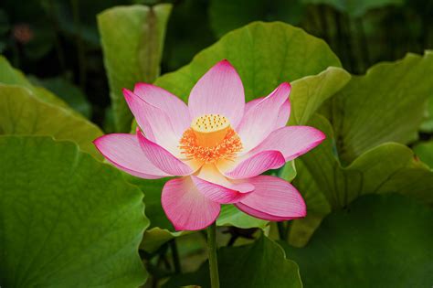 Lotus Flower Care | Best Flower Site