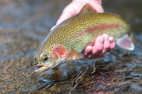 WVDNR resumes trout stocking across West Virginia waters | WV News ...