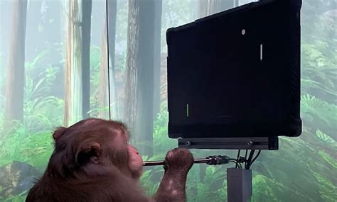 Video: Elon Musk's Neuralink Chip Allows Monkey To Play Pong Using Only ...