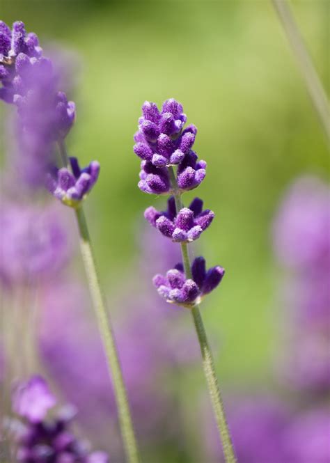 Lavender Growing Stages