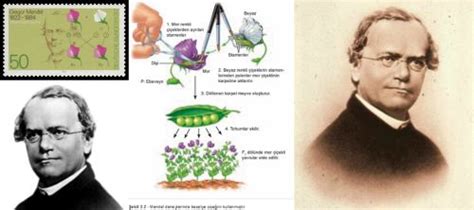 Gregor Mendel Kimdir, Hayatı ve Resimleri