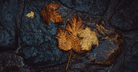 6 weeks from today · Simple Online Calculator