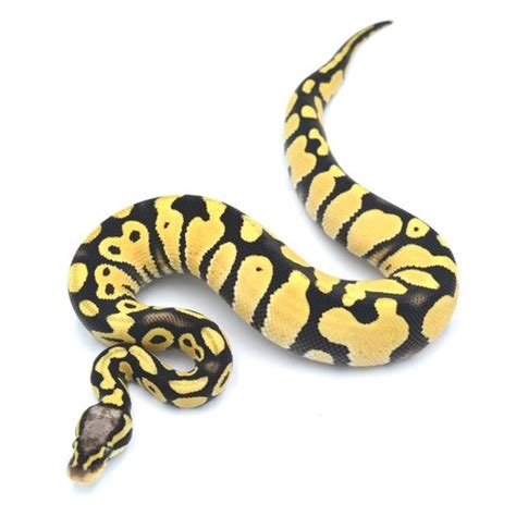 Image result for Blue Ghost Ball Python