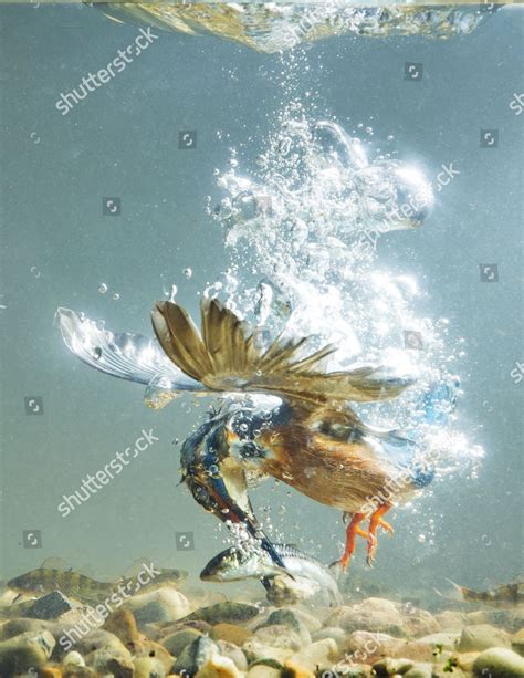 Image result for How to Catch Diving Fish