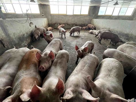 在农场养猪的家庭有高清图片下载-正版图片503783948-摄图网