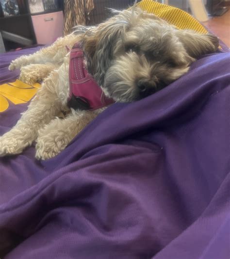 Image result for Poop Bandit