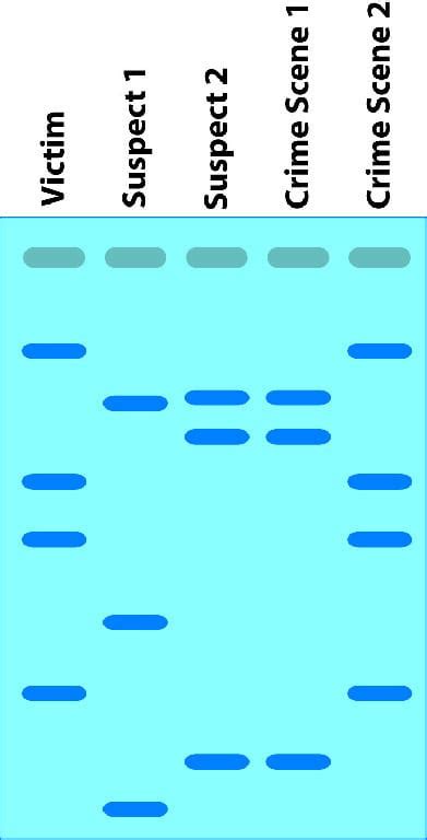 DNA Fingerprinting Examples 的图像结果