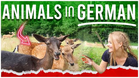 50+ Animals in German: Hund, Katze, Hamster & More!