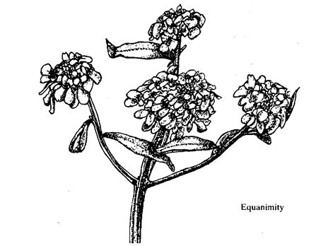 Flowers and Their Messages - Book by 'The Mother' : Read