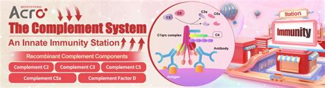 Image result for Complement Innate Immunity