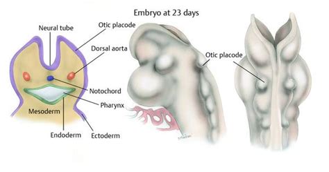 Image result for Ear Embryonic Development