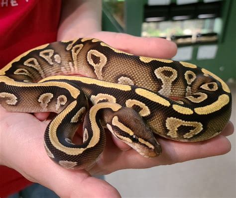 Python regius 'Ball Python' Yellow Belly Mojave 2021 Female-
