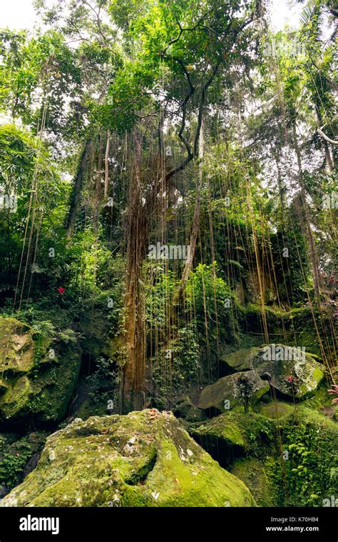 Image result for Eastern Java Bali Rain Forest