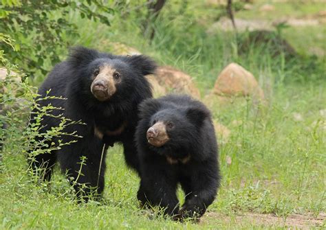 10 Things You Need To Know About Sloth Bears | Nature inFocus