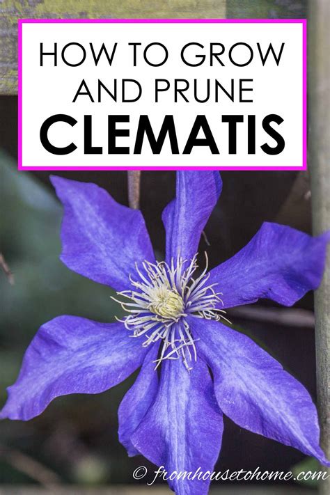 Clematis Vine Care: Learn How to Grow and Prune Clematis | What does a ...