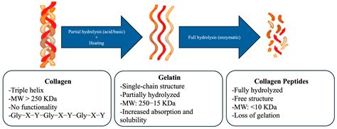 Recent Advancements in Marine Collagen: Exploring New Sources ...
