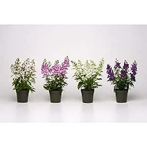 Garden Art Natural Live Indoor Plant in Grower's Bag | Air Purifying ...