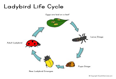 First grade English!: Insect life cycles