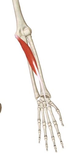 Image result for Contralateral Forearm