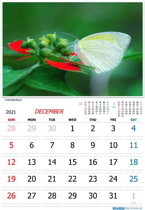 蝶の図鑑 オリジナルカレンダー 2021年12月