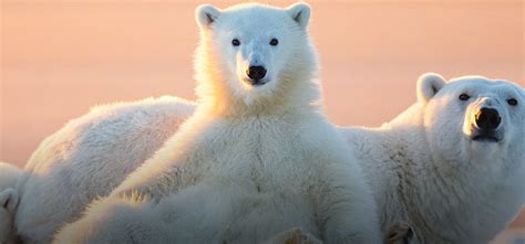 Climate Change Will Push Wildlife Diseases Further Up North, Warns New ...