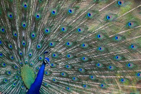 Bandhavgarh National Park: A safari guide's tips on the best time to ...