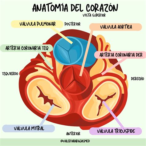 Anatomía del corazón / cardiología 🫀 | Anatomía del corazón, Anatomía ...