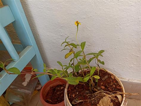 New Wells - False Daisy (Yellow) | Karisalankanni original Herbal Plant ...