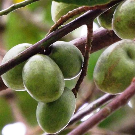 Jalpai Fruit / Wild olives (Elaeocarpus serratus) Fruit Live Plant (Ho ...