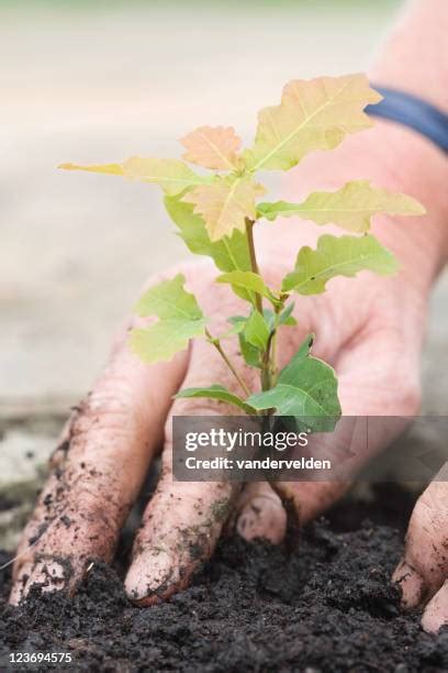 Image result for Small Oak Tree Sapling