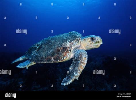 Loggerhead Turtle 的图像结果