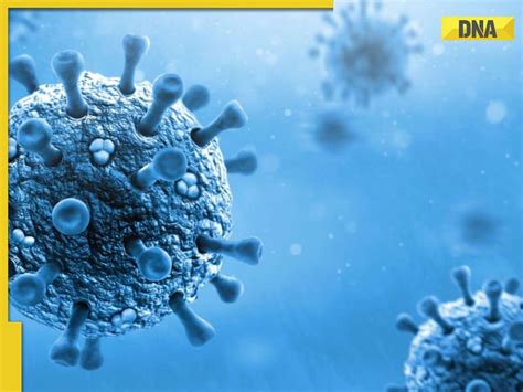 CONGO fever Dos and Don'ts: Jaipur woman dies after getting infected by ...