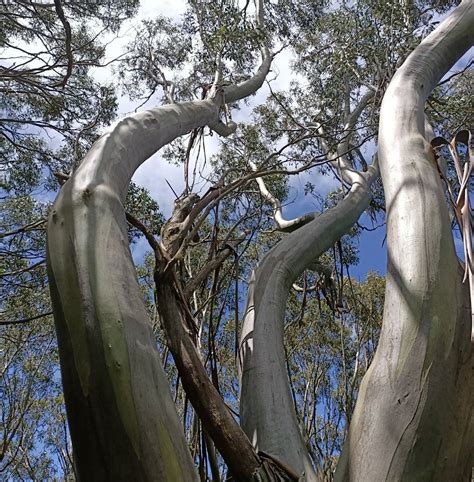 BAW BAW NATIONAL PARK - All You Need to Know BEFORE You Go 2026 (with ...