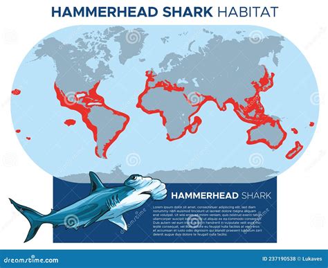 Hammerhead shark habitat stock vector. Illustration of deep - 237190538