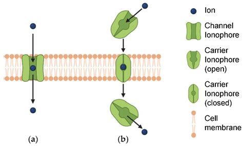 Ion Channels and Transporters as Therapeutic Agents: From Biomolecules ...