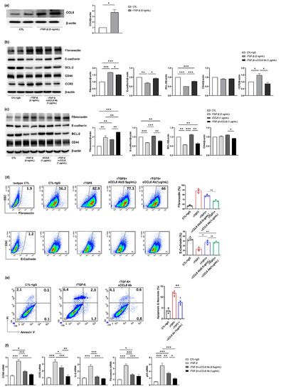 Cells | Special Issue : Developmental Origins of Kidney Disease and ...