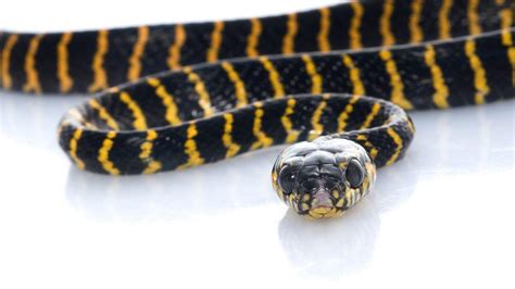 Image result for Woman Bit by Retic Python