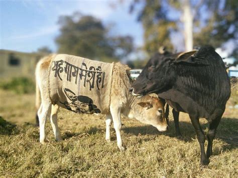 Meet 'Badmash Peepal', A Community Initiative That Prevents Cow Abuse ...