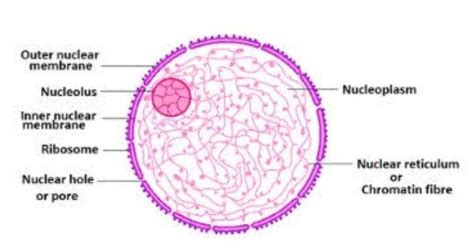 Describe the ultrastructure and function of nucleus - Brainly.in