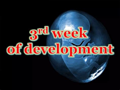 Image result for Third Week Development of Embryo