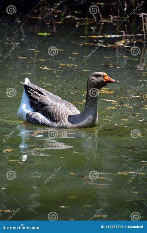 The African Goose is a Breed of Goose. Stock Image - Image of anser ...
