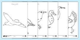 Birds | Bird Classification | Are Birds Warm-blooded