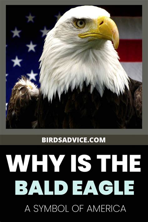 Symbol of America 的图像结果