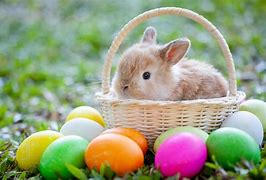 Image result for Easter Bunny Tail Clip Art